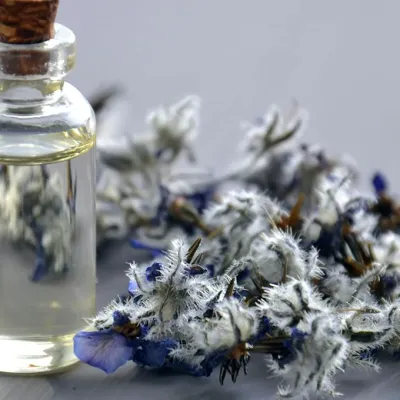 Lavendel